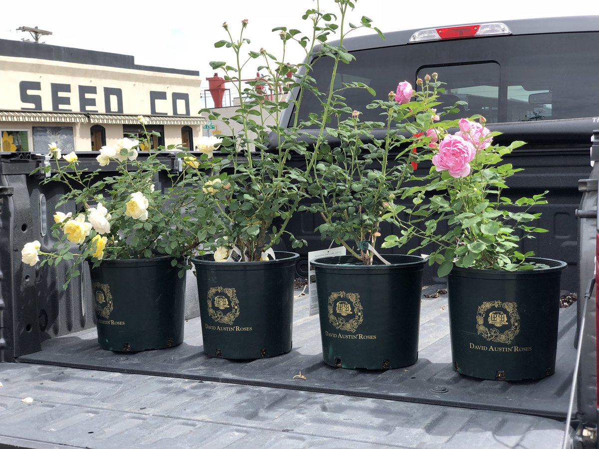 Laura LeBoutillier tweet media