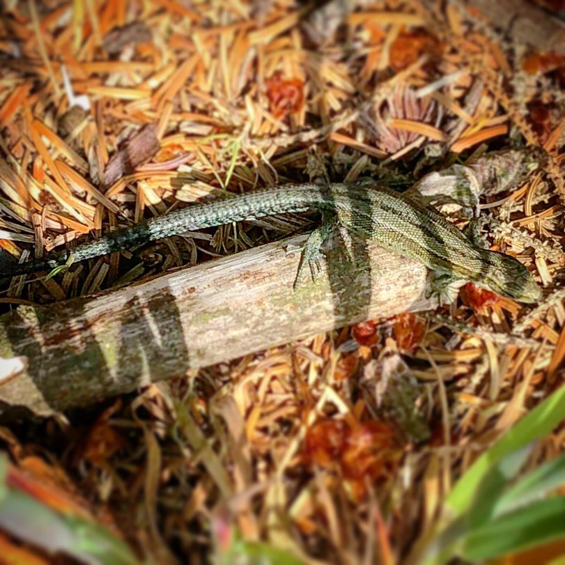 MrsRAllen's tweet photo. Wonderful views of the Ospreys thanks to @North_Wales_WT @LlynBrenig Also lucky enough to spot this common lizard and capture a snap of it. Love #nature #wildlife #greatoutdoors #llynbrenig #gogleddcymru #gogleddcymruhardd #northwales #madfall #commonlizard https://t.co/BbCQoiYVOL