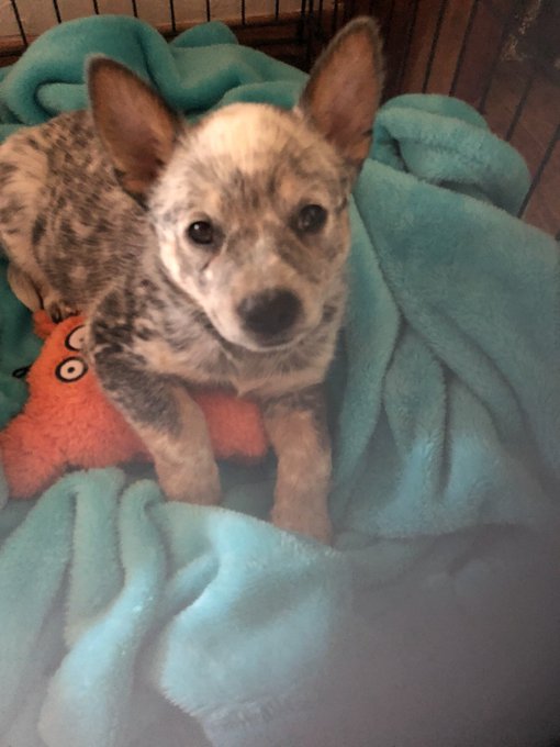 New dog Rosie https://t.co/yzZTWqkGeL