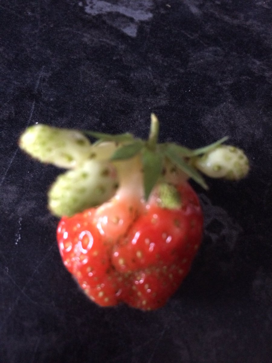 mpunkydo's tweet image. Strawberries growing from a strawberry 😂