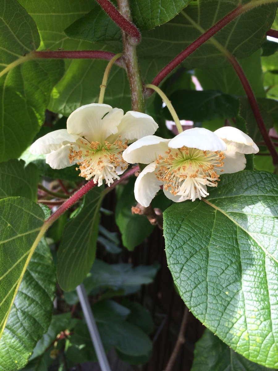 mpunkydo's tweet image. Gonna have kiwis this year 🥝