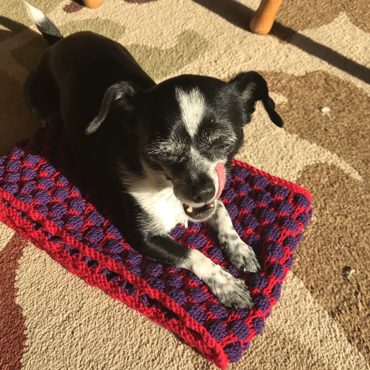 cheryl303's tweet photo. This is nice is this for me #knitting #microdog #noitisnot https://t.co/w33Q1Wkh2D
