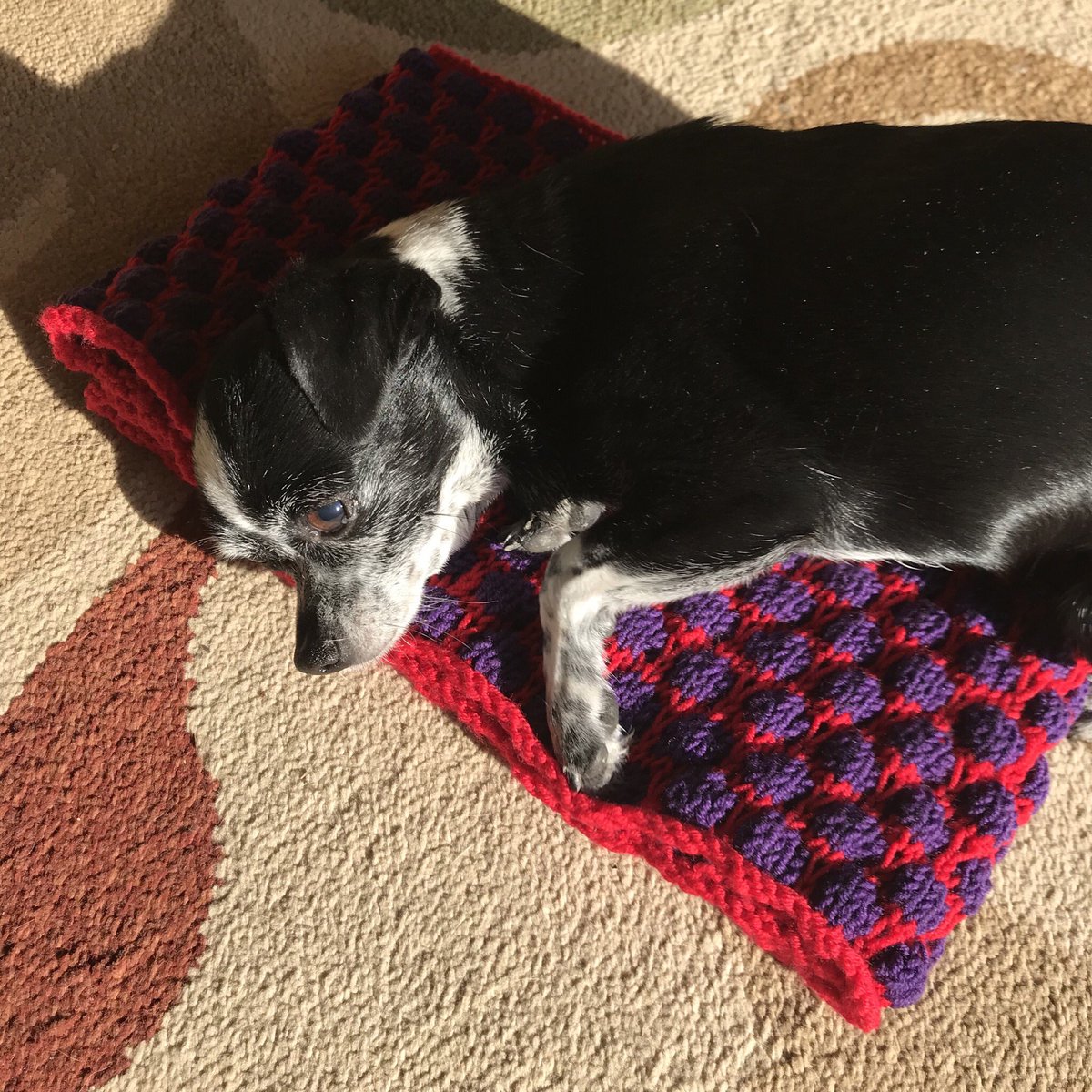 cheryl303's tweet photo. This is nice is this for me #knitting #microdog #noitisnot https://t.co/w33Q1Wkh2D