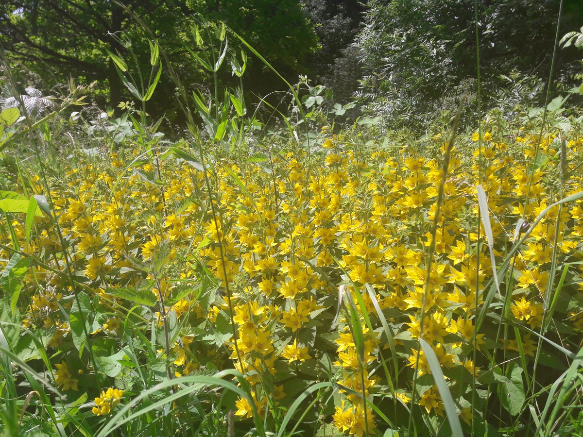 outdoorperscrip's tweet image. Massive patch of beautiful flowers in @FriendStokePark can anyone ID for me? #30DaysWild #feelinglazy