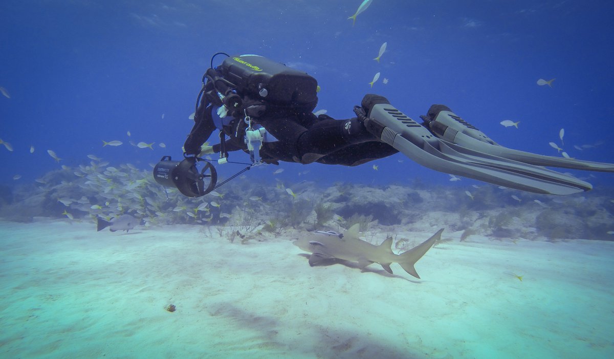 TSharkWhisperer's tweet photo. One of my favorite parts of diving with sharks is learning about them through observation. Example, they approach and investigate something new or strange just like horses do it. 🙂
#sharks #playmoresharks #savesharks #lifeofadventure #sharkdiving #silentdiving #apdiving #dive https://t.co/1uqJSafEYH