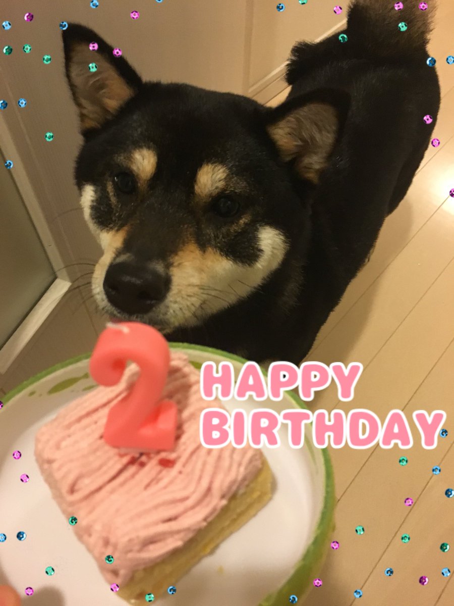 お誕生日犬