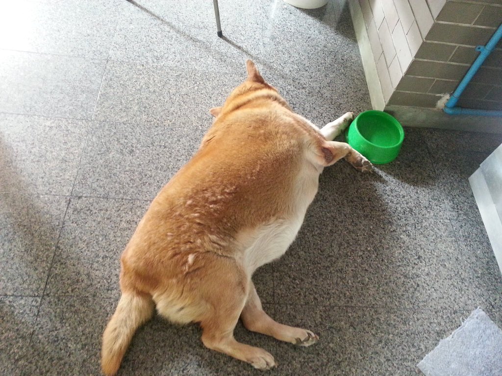 Honiismz's tweet photo. เพื่อนบรรยายจีนแดงได้เป็นจีนแดงมาก 555555555 น้องจะไม่สู้ น้องขอแค่กินแล้วนอนก็พอ น้องจะนอน https://t.co/ymcwCOBsQj