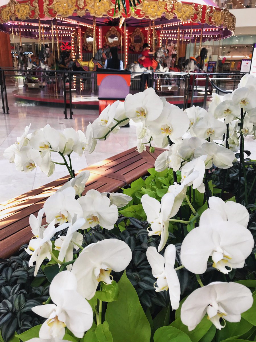 janportwood's tweet photo. Only in CA- carousels & orchids in a mall! 5 minutes from our #IPMA2018 hotel!!! #IPMA2018CA #SoCal #carousel #orchid #California https://t.co/VGHA3bEv9r