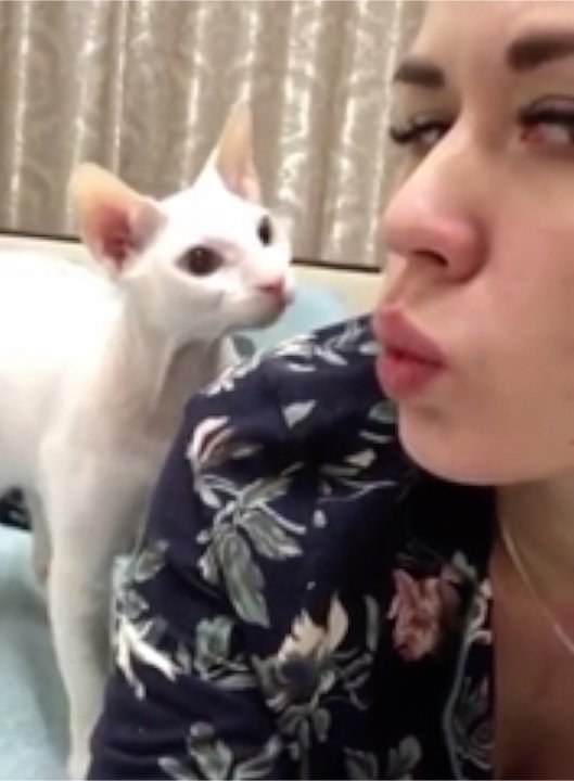 Dogs & Cats go Hollywood Creates Funny Cats & Dogs tweet media