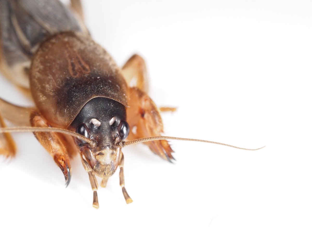 瀕死 マジで指紋が無いので不便 オケラは美味いですか