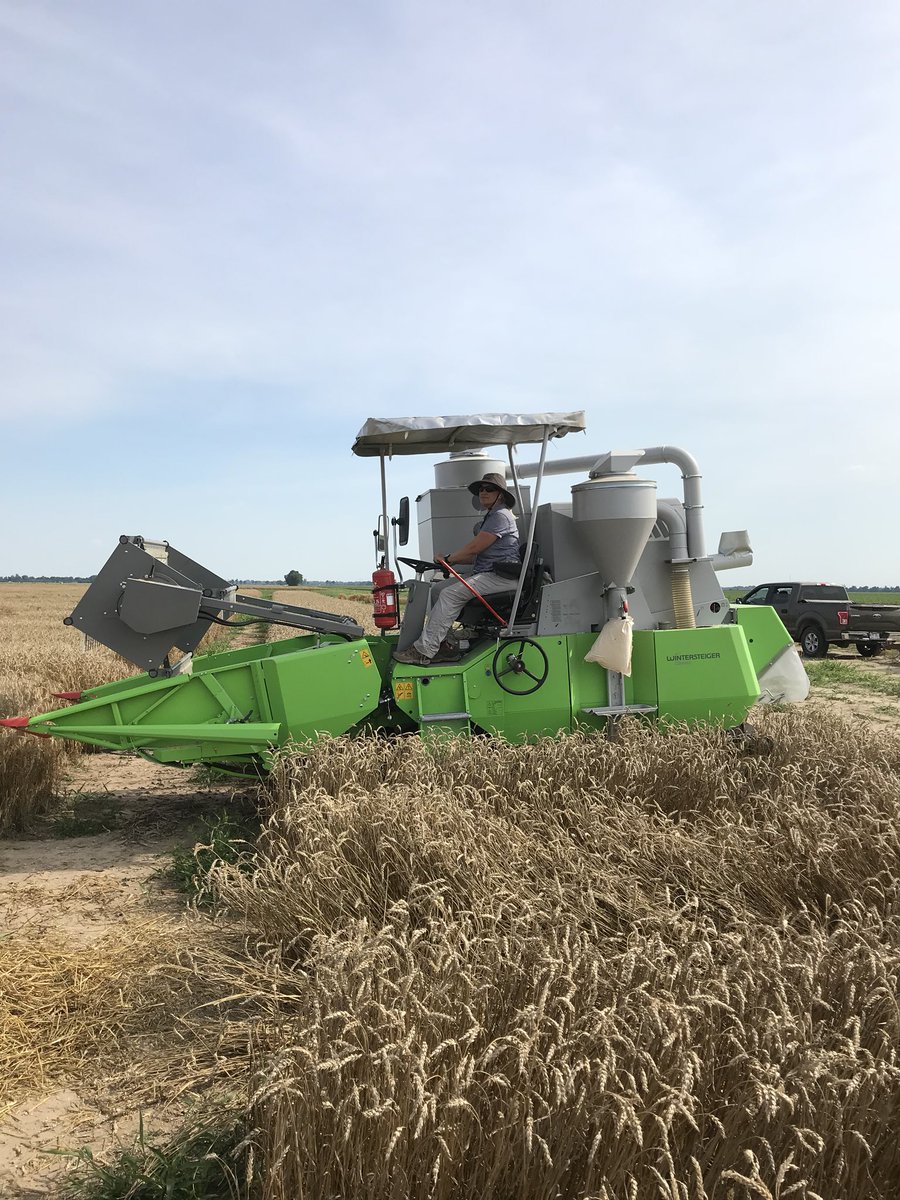 CottonKam's tweet photo. In case youโre wondering what the cutest combine in the world looks like #ArkansasWheat #AgGirl #combinedriver #Syngenta #wintersteiger https://t.co/1JjJbnyTiS