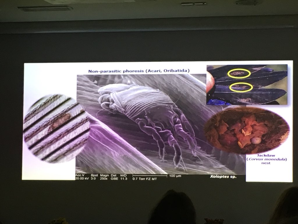 B_Greet's tweet photo. Next, we're in medieval Spain looking at how foretic mites could be proxies for bird assemblages using the site of Tabacalera as case study. If you were wondering what these mites look like here's a great bunch of images. #bwgsheff #birdnerds https://t.co/aAQiA4MpBe