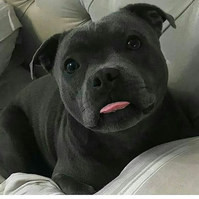 Cute or Not 😍👇
Credits: @dorastaffy *
*
*
*
*
#pitbullvixens #pitbullgram #pitbullrescue #pitbullofinstagram 
#pitbullpuppies #pitbullproblems 
#pitbullsarelove