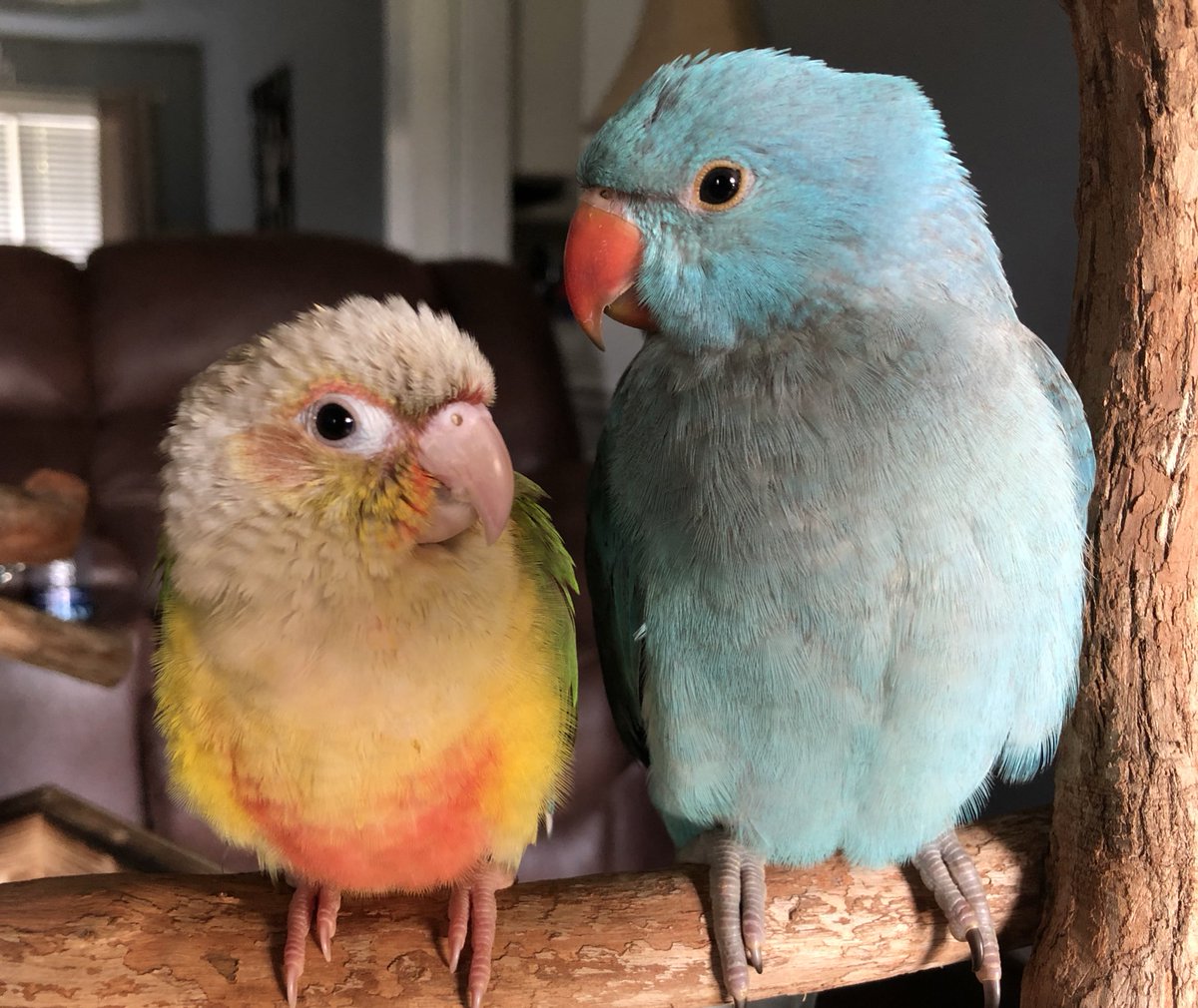 JeremyDavidKing's tweet photo. Good morning from Ravi the Indian ringneck and the Conure who Shall be Named. #birdsoftwitter #birdlets https://t.co/k1ulYw5G1i