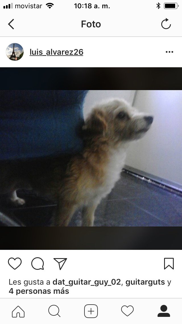 luisdam26's tweet photo. Se perdió hace 2 semanas en San Bernardino, me dijeron que lo vieron por la candelaria favor avisar se llama aquiles hay recompensa #mascotasperdidasccs #caracas#lacandelaria https://t.co/pQWDvy7A9z