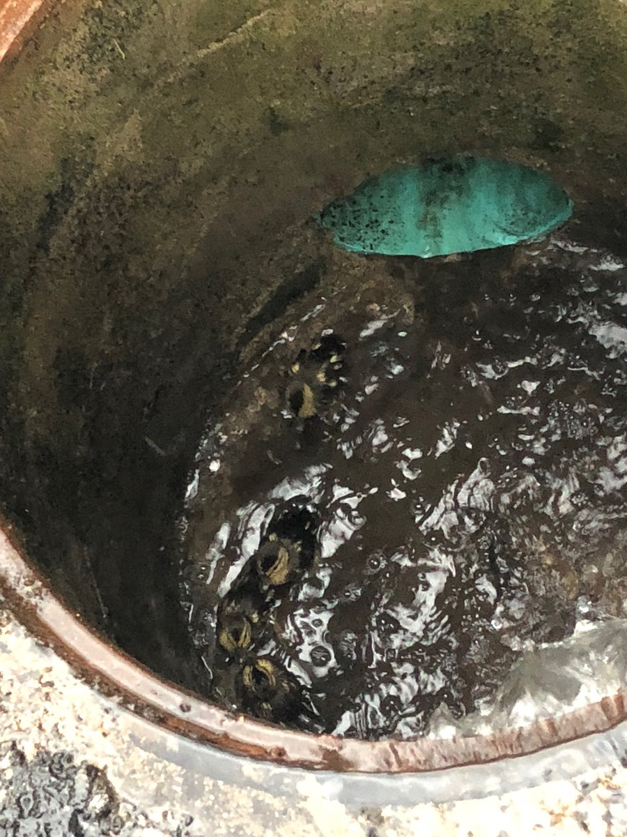 RockfordFire's tweet image. This morning #Engine10 helped out a very nervous mother who lost her children near Alpine Road. As a result of the help from the crew of Engine 10, a duck was reunited with her many ducklings!  🦆🐥
