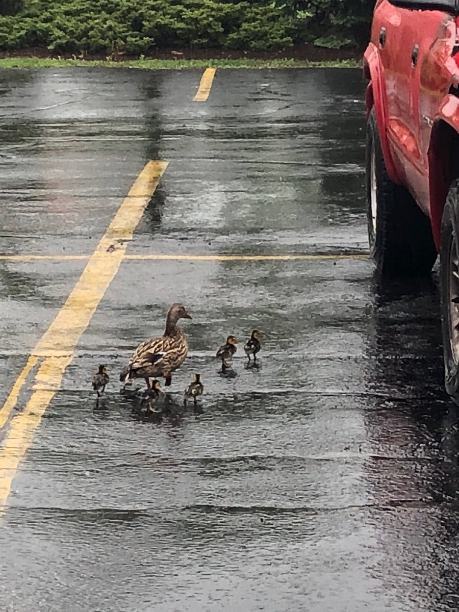 RockfordFire's tweet image. This morning #Engine10 helped out a very nervous mother who lost her children near Alpine Road. As a result of the help from the crew of Engine 10, a duck was reunited with her many ducklings!  🦆🐥