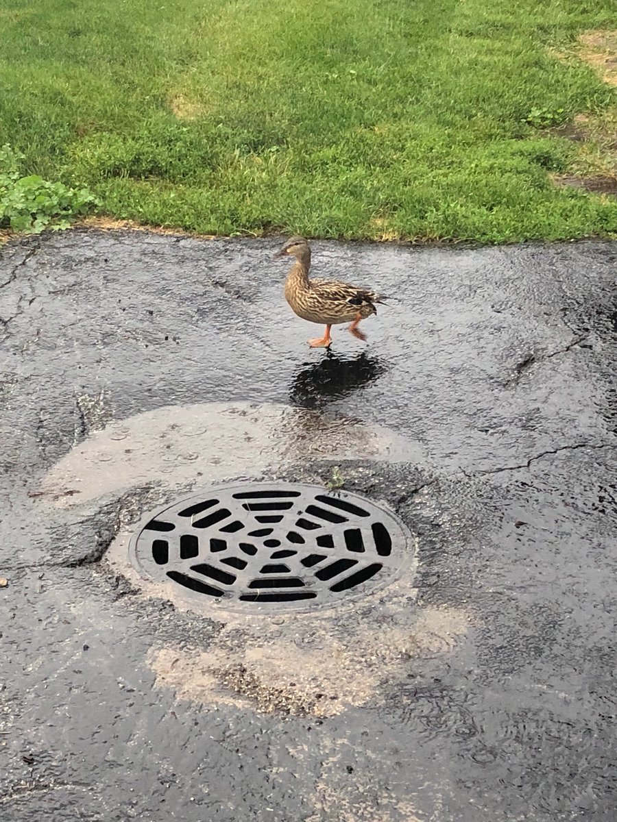 RockfordFire's tweet image. This morning #Engine10 helped out a very nervous mother who lost her children near Alpine Road. As a result of the help from the crew of Engine 10, a duck was reunited with her many ducklings!  🦆🐥