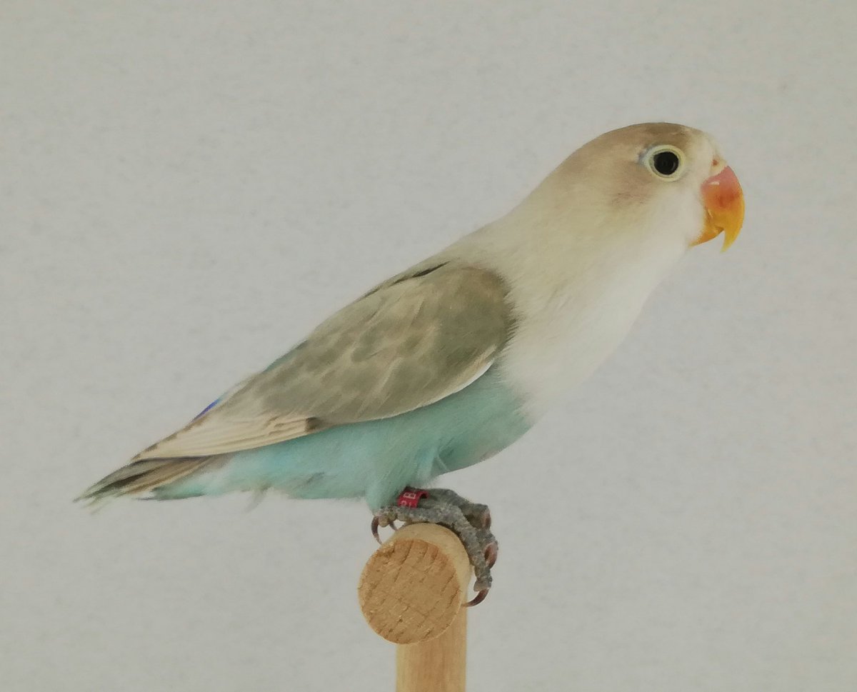 avi_arias's tweet photo. Hembra 2018
Azul Pastel Misty SF https://t.co/NkYB6R1adR