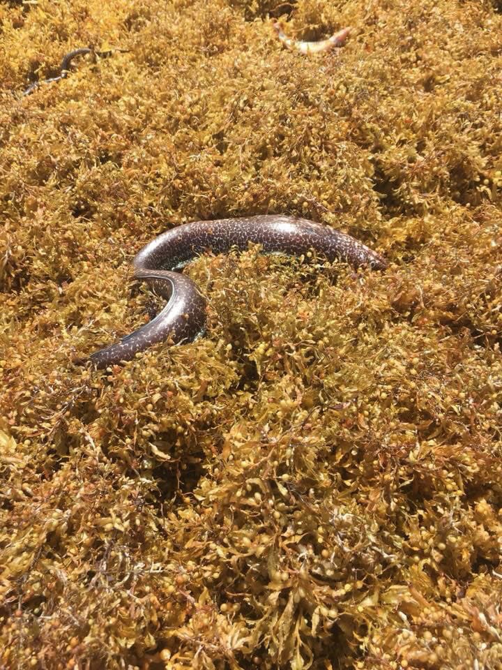 bienglace's tweet photo. #Guadeloupe #Sargasses :((( https://t.co/wpIrsmVggG