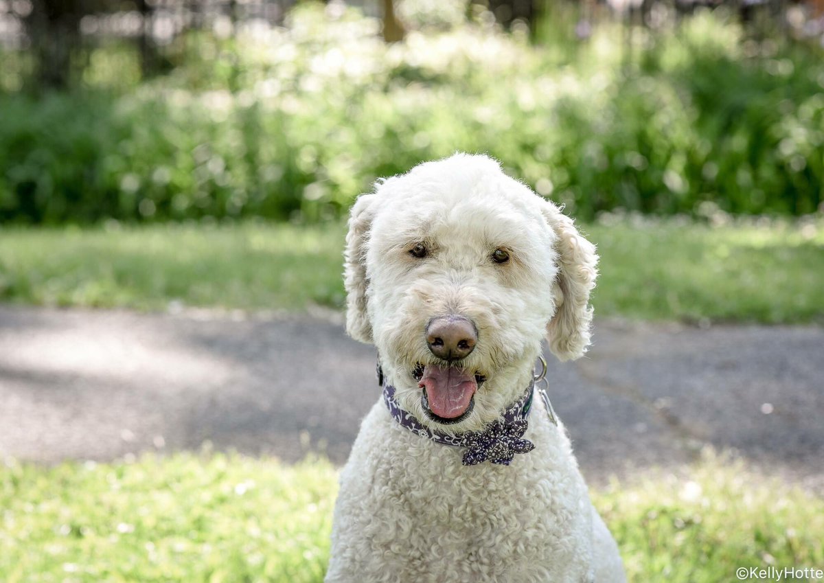 HotteDogs's tweet photo. #HappyPawDay Bella Rosa! #ottasaperanddogphotographer #dogphotography #local16 #ottawadog #goldendoodle #goldendoodlebirthday #happywoofday https://t.co/6YhUk0GrYH