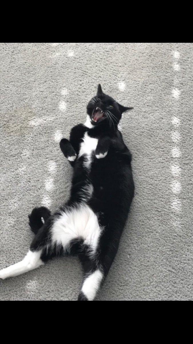 Feminist_Feline's tweet photo. Who’s got four paws and is ready for Donald trumps impeachment?? This cat! https://t.co/80bnh9CSck