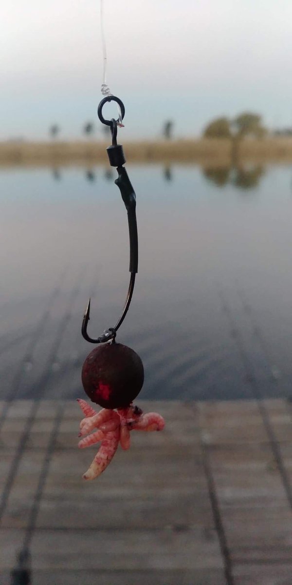 karperltd's tweet photo. South African KARPER Consultant @Its_Carpy had a session this weekend and managed to bag this stunning 22lb mirror on the KARPER Dispersion Maggotz popup over a bed of KARPER RS. Remember it’s winter over there!! #karperltd #karperbaits #dispersion #carpfishingsouthafrica https://t.co/Bsw1Fay9YR