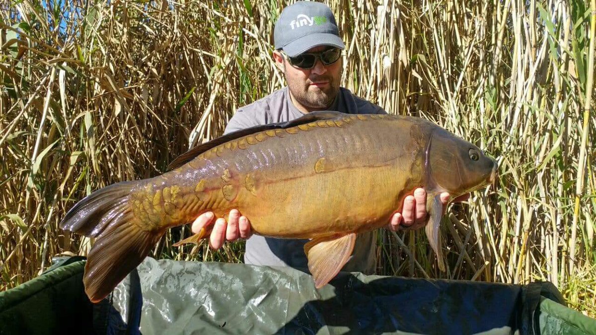karperltd's tweet photo. South African KARPER Consultant @Its_Carpy had a session this weekend and managed to bag this stunning 22lb mirror on the KARPER Dispersion Maggotz popup over a bed of KARPER RS. Remember it’s winter over there!! #karperltd #karperbaits #dispersion #carpfishingsouthafrica https://t.co/Bsw1Fay9YR
