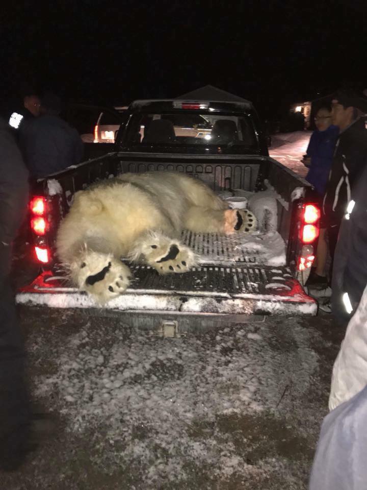 Labradorgirl65's tweet photo. Heard gunshots 1am in the morning, next door was a polar bear  😳 https://t.co/5WAybOQUt0