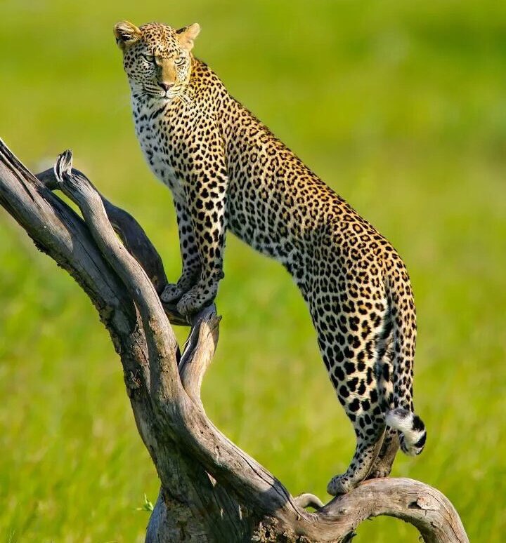 BK_Mitche11's tweet photo. #leopard #Favorites one animal to be associated #NoDoubt #purpose #Focus #visionな感想 https://t.co/zsvgwyWw7M