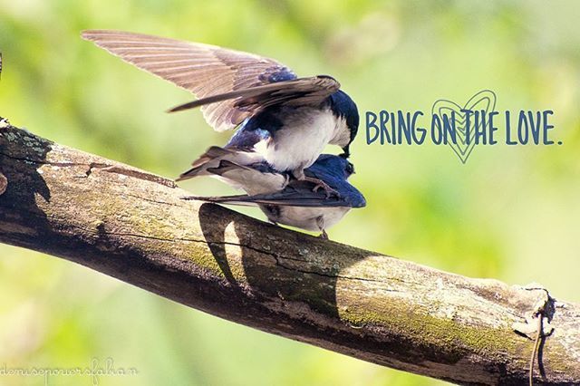 MissDudykins's tweet image. Not even a Coke first. #springinappalachia #springinwv #pin #treeswallows #hintonwv #summerscounty #hintondairyqueen #wvphotography #wv_natureshots #countryroads #almostheaven #pipestem #wondergrams #mywv #totheplaceibelong #appalachia #myappalachianroot… ift.tt/2xV1qWK