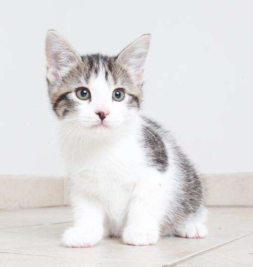 fostertoforever's tweet photo. Hey Lima -- where you BEAN all my life? Sufferin' succotash you're cute! @SHHAnimalRescue #Lima #ConsignmentCats #adoptable #Kitten https://t.co/KObmFYhCCN