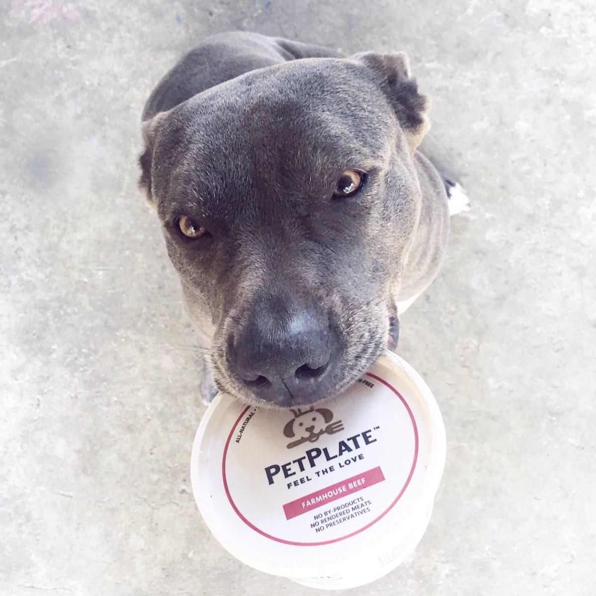 Bentley the Pit Bull (@MyPitBullFriend) / Posts / X