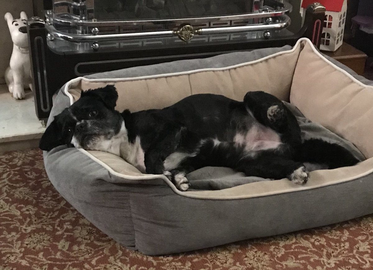 HalfPug's tweet photo. The ‘just incase someone wants to rub my belly’ pose https://t.co/Z9aOq4C1cs