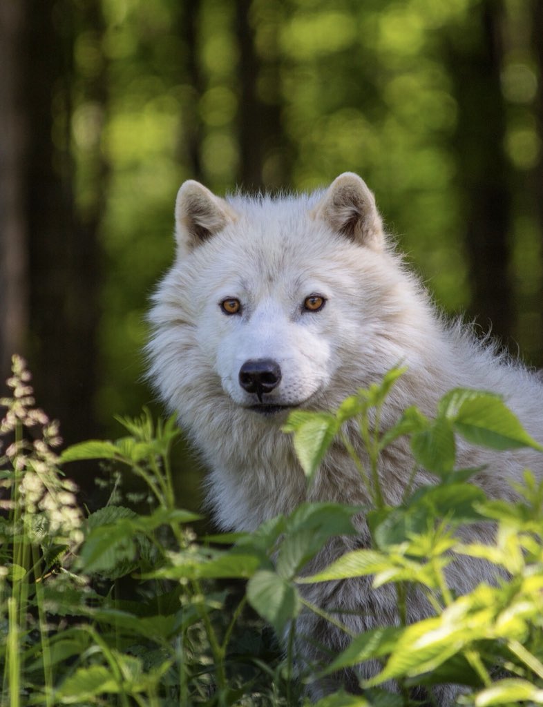 rolandbastphoto's tweet image. Arctic Wolf, Have you ever seen one at less than 100 ft away?  Parc Omega is the one location that they can roam free in 2 large section of this conservation park.  It’s time to visit and see some of the new additions #parcomega