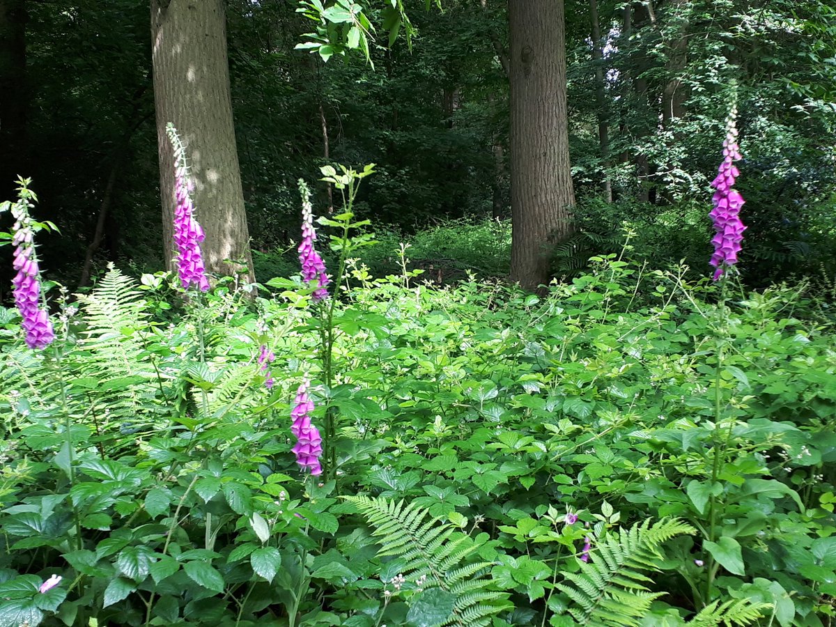 Out for a stroll with mum today <a href="/Cliveden_House/">Noah Shelton</a>. She was waddling along with bump while I explored the woods and a tiny bit of the river. I'm a big scardey cat and won't swim!  Love mummy time ❤ #gsp #dogwalking #dogsoftwitter