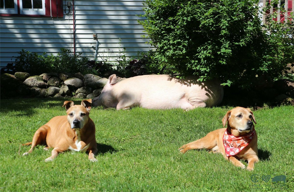 EstherThePig's tweet photo. Being guard dogs wasn’t really Shelby or Reuben’s thing, except when it came to their sister. #RememberingShelbyAndReuben https://t.co/GHQ3xsxQzg