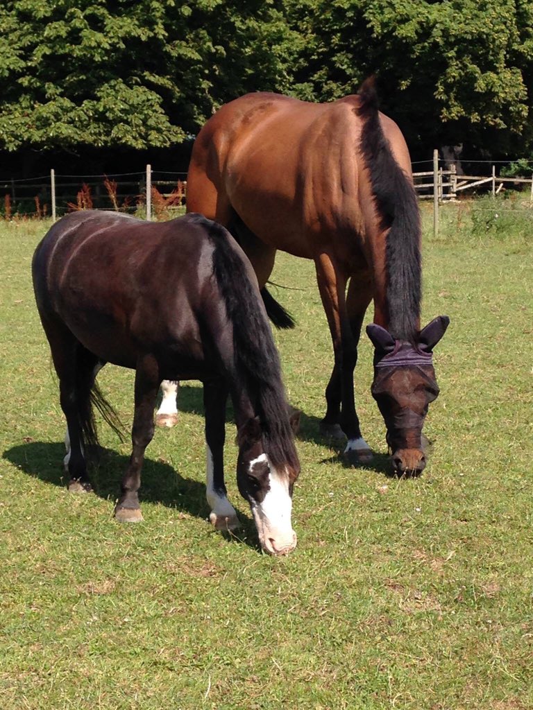 Frenchs_Equine's tweet photo. 🆘 LAND APPEAL 🆘 We need a new home to rent 10 plus acres #Suffolk #Essex borders. Must be within commute distance from #Ipswich PLEASE RT URGENT #HorseHour #PonyHour #247equestrian #EquineHour #RiderHour #TheDressageHour #EventingHour #showjumping #racing #HelpSaveFrenchs 🐴🙏 https://t.co/yCb4fByXBW