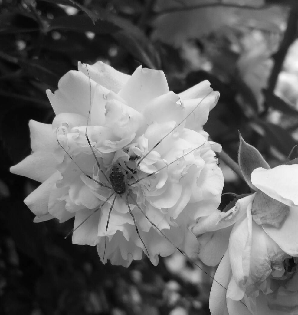 SuperWoman_SWDD's tweet photo. #20180601 #BN #BW #fotodiario #SWscientist #naturaleza #maravillas #spider #flores #pedacitosdeviernes #locosdelclic #conretraso https://t.co/ItArbuHev1