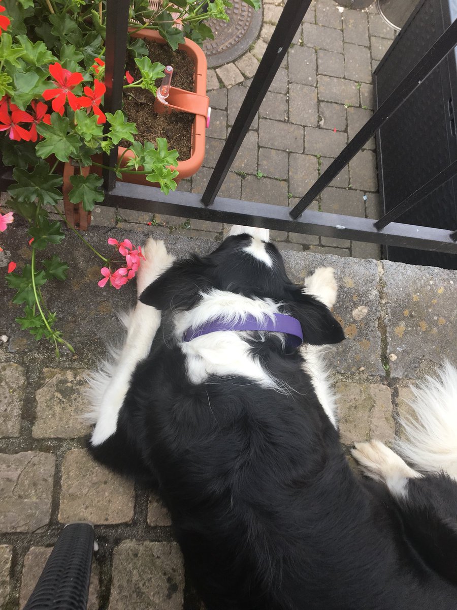 CbhTt's tweet photo. Restaurantwartehund 🍻🥗🍗🍖
#bordercollie 🐾🐾
#klostermachern #penny https://t.co/hstUBRFlPS