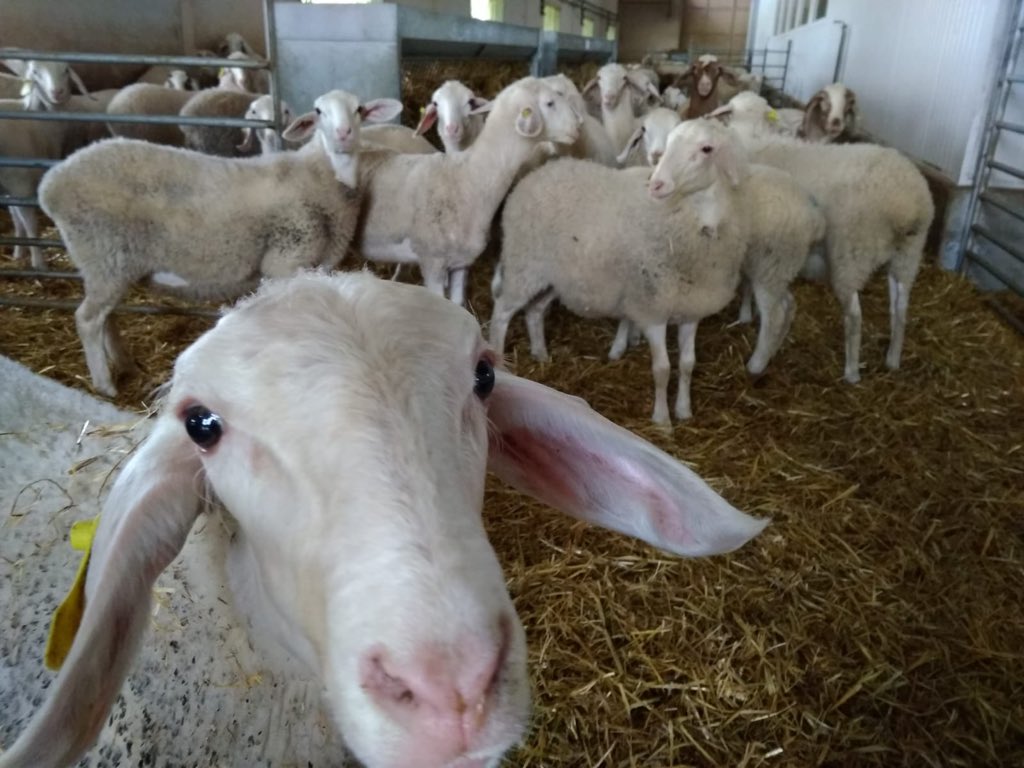 Gràcies a tots per aquest gran cap de setmana! Ha estat un plaer mostrar-vos les nostres instal·lacions i explicar-vos el nostre dia a dia a pagès.
Us esperem per casa ben aviat!