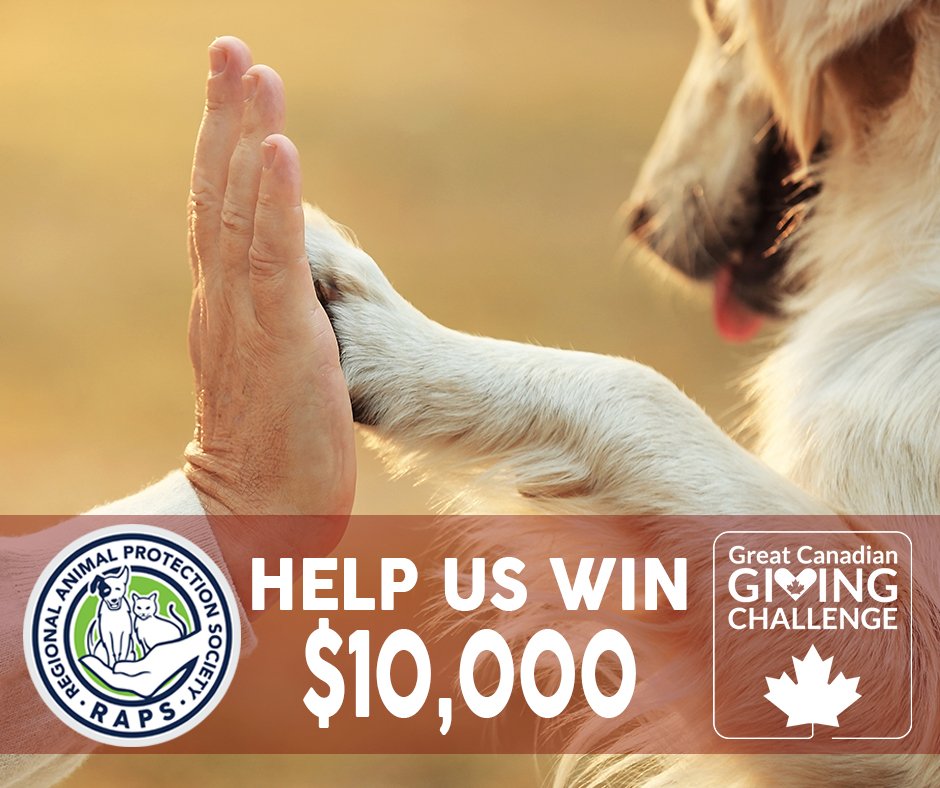 June is the Great Canadian Giving Challenge. Every $1 you donate through CanadaHelps gives RAPS an entry to win $10,000! Help the Regional Animal Protection Society save and improve the lives of animals. Donate today at ow.ly/9aaz30kqfyi #GivingChallengeCA