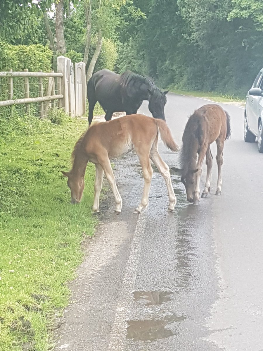ianezetweet's tweet photo. Foals in the New Forest. #cycletography #aatr #100training #ridelots #springmiles https://t.co/cUXXV5TiVG