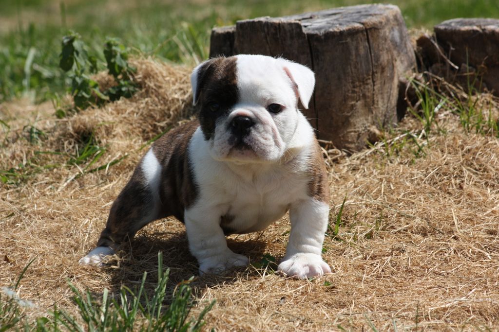 thatsabulldog's tweet photo. Baby Briggs!!! This handsome guy is all grown up now and has an amazing family.  He was such an adorable puppy!!!

 #Bulldog  #bulldogs #bulldoglove #bulldoglife   #bulldoglovers #bulldogdays #bulldogoftheday  #bulldoglover  #akcpurebredpreservationbreeder #ThatsaBulldog https://t.co/LHEVtQASZW