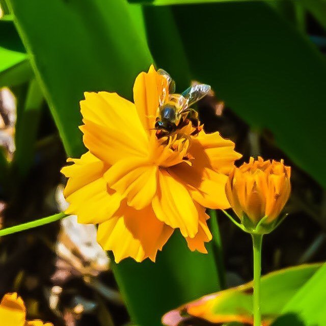 #honeybee #tree #flowerstagram #plants #flowerp #summer #flowers #flowermagic #pretty #bloom #amazing #green #blossom #flowerporn #floweroftheday #beauty #flowerstyles_gf #blooms #love #nature #petal #tagblender #nature_seekers#petals #tagblenderower #b… ift.tt/2JsjGfB