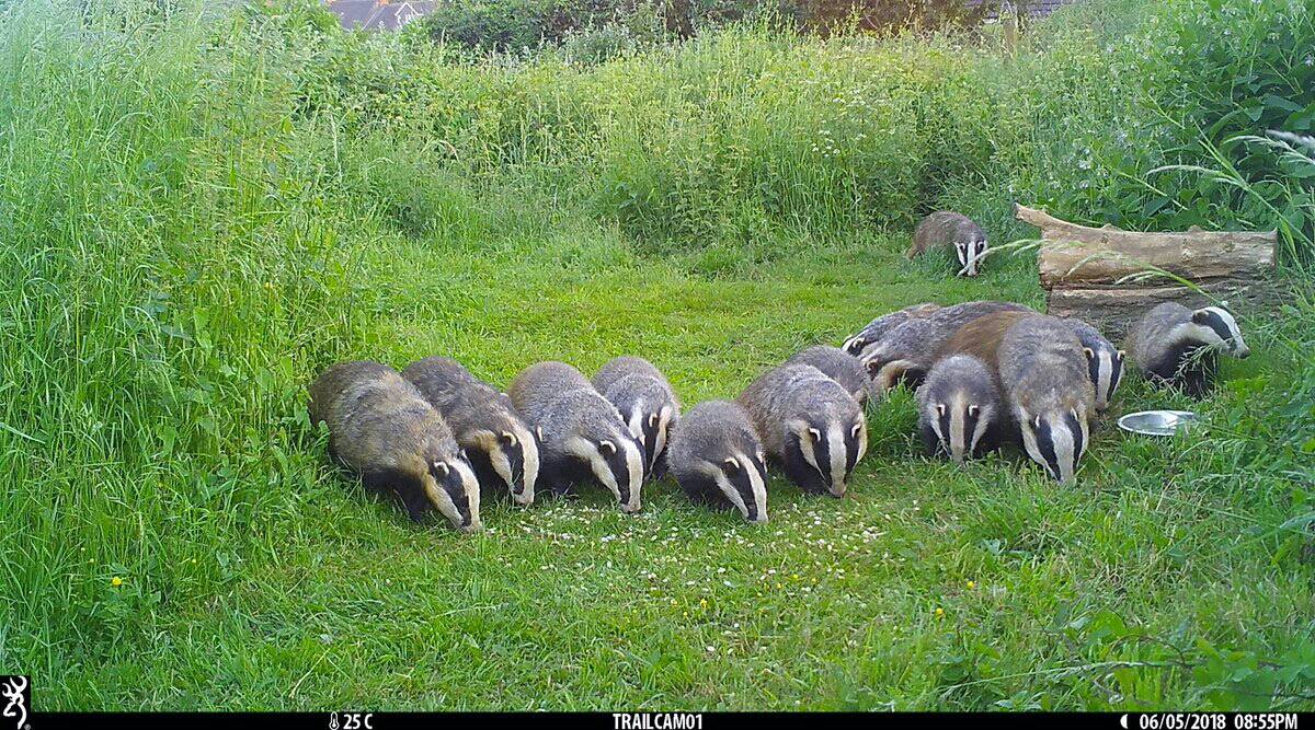 RT @MartinRogers13: Ok so it was going to happen at one point I guess. All 14 Badgers present and correct on the trail cam in daylight.