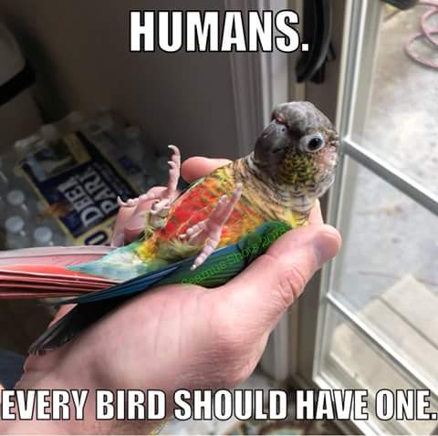 SkittlesMarie5's tweet photo. I call my human Mommy. 💙 #Getchaone https://t.co/SkRFlImluo