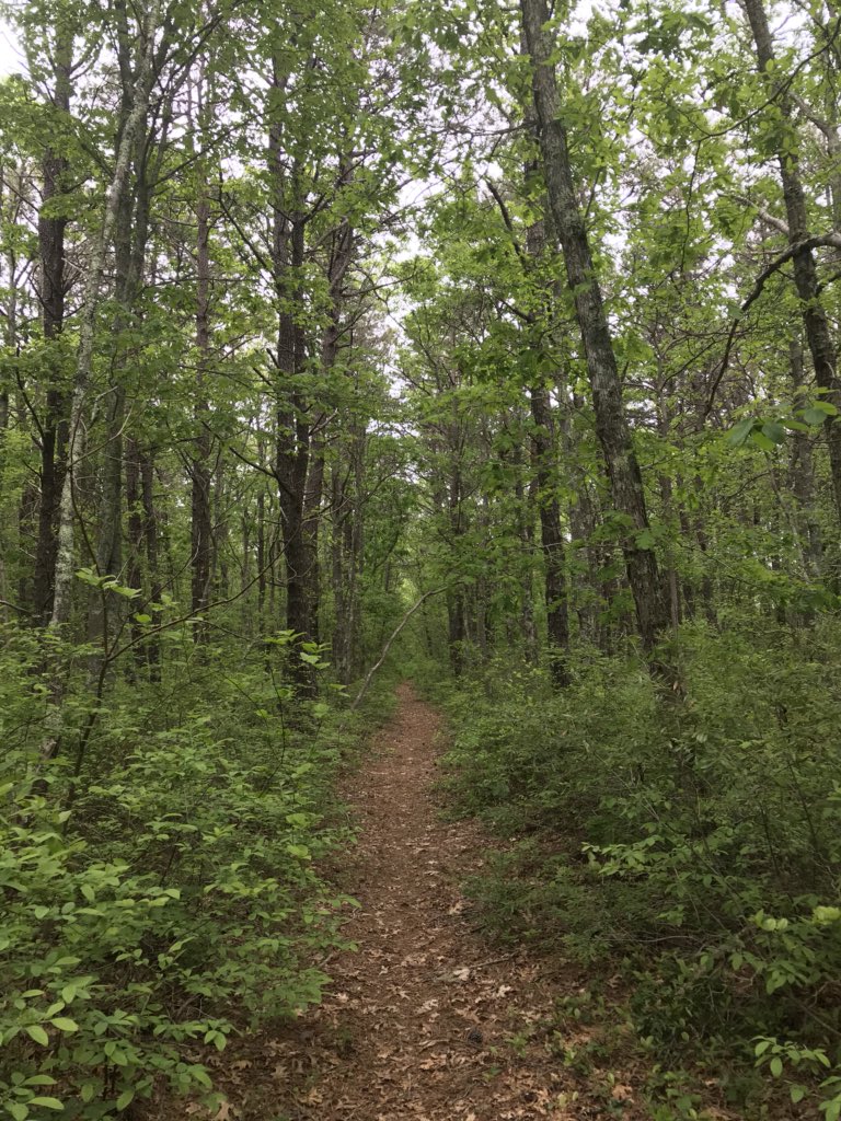 craigwbarrett's tweet photo. Boy did I need that run. #trailrunning #runcapecod https://t.co/QUMXOA73F1