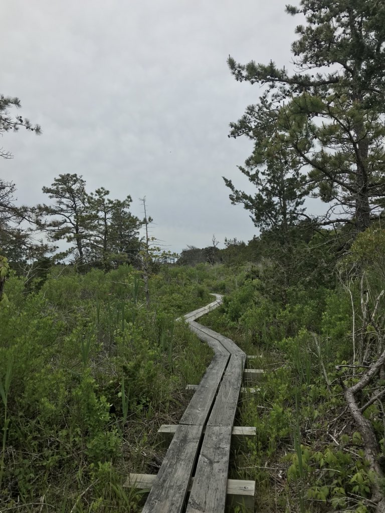 craigwbarrett's tweet photo. Boy did I need that run. #trailrunning #runcapecod https://t.co/QUMXOA73F1