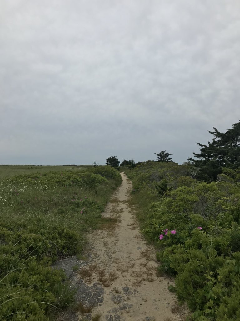 craigwbarrett's tweet photo. Boy did I need that run. #trailrunning #runcapecod https://t.co/QUMXOA73F1